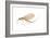 Mayfly (Hexagenia Bilineata), Insects-Encyclopaedia Britannica-Framed Art Print