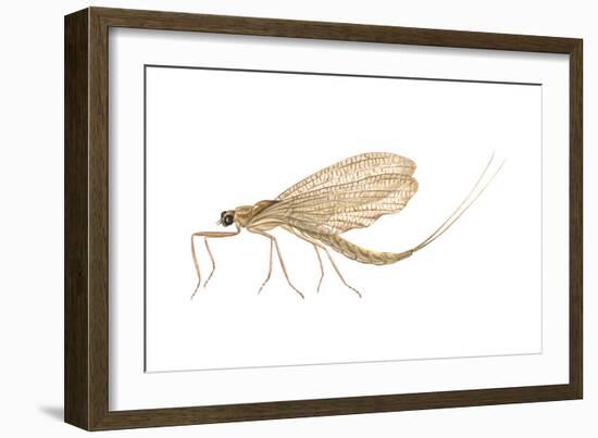 Mayfly (Hexagenia Bilineata), Insects-Encyclopaedia Britannica-Framed Art Print