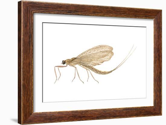 Mayfly (Hexagenia Bilineata), Insects-Encyclopaedia Britannica-Framed Art Print