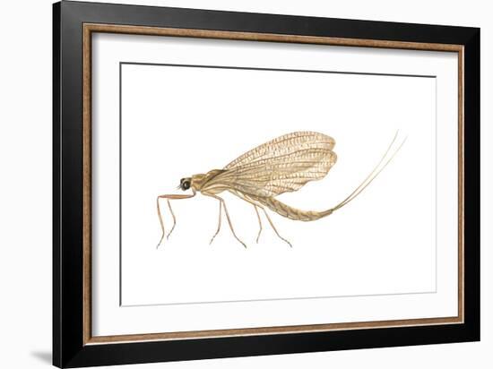 Mayfly (Hexagenia Bilineata), Insects-Encyclopaedia Britannica-Framed Art Print