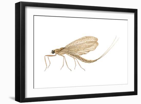 Mayfly (Hexagenia Bilineata), Insects-Encyclopaedia Britannica-Framed Art Print