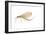 Mayfly (Hexagenia Bilineata), Insects-Encyclopaedia Britannica-Framed Art Print