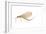 Mayfly (Hexagenia Bilineata), Insects-Encyclopaedia Britannica-Framed Art Print