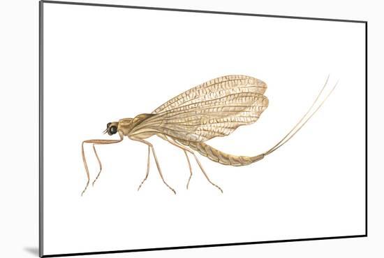 Mayfly (Hexagenia Bilineata), Insects-Encyclopaedia Britannica-Mounted Art Print