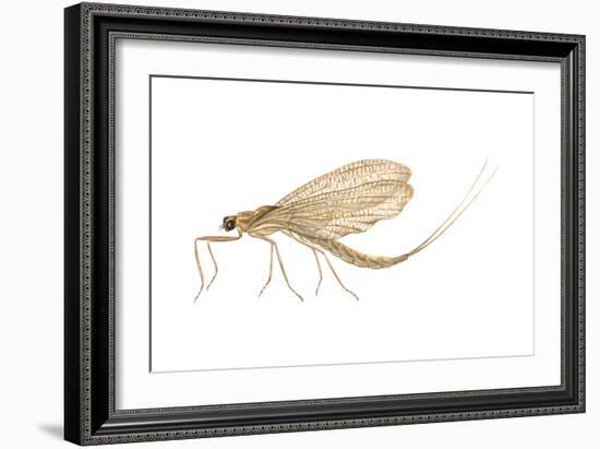 Mayfly (Hexagenia Bilineata), Insects-Encyclopaedia Britannica-Framed Art Print
