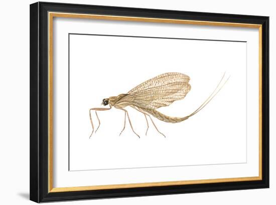 Mayfly (Hexagenia Bilineata), Insects-Encyclopaedia Britannica-Framed Art Print