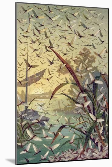 Mayfly, Plate from "Brehms Tierleben: Allgemeine Kunde Des Tierreichs", Vol.9, P.546, Published…-German School-Mounted Giclee Print