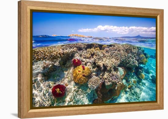 Mayotte : the Reef-Barathieu Gabriel-Framed Premier Image Canvas