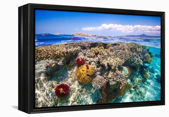 Mayotte : the Reef-Barathieu Gabriel-Framed Premier Image Canvas