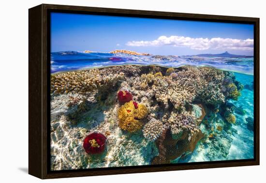 Mayotte : the Reef-Barathieu Gabriel-Framed Premier Image Canvas