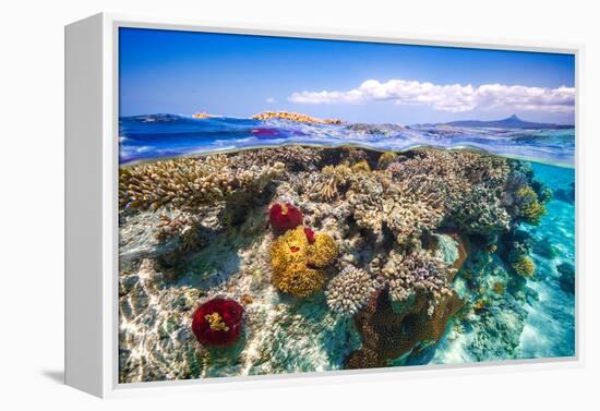 Mayotte : the Reef-Barathieu Gabriel-Framed Premier Image Canvas