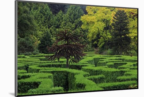 Maze, VanDusen Gardens, Vancouver, British Columbia, Canada, North America-Richard Cummins-Mounted Photographic Print