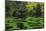 Maze, VanDusen Gardens, Vancouver, British Columbia, Canada, North America-Richard Cummins-Mounted Photographic Print