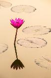 Beautiful Pink Water Lily Closeup-mazzzur-Photographic Print
