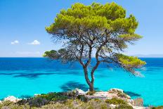 Pine Forest Tree by the Sea in Halkidiki, Greece-mazzzur-Photographic Print