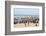 Mbour Fishing Harbour on the Petite Cote (Small Coast), Senegal, West Africa, Africa-Bruno Morandi-Framed Photographic Print