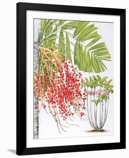 Mcarthur Palm-Marion Sheehan-Framed Collectable Print