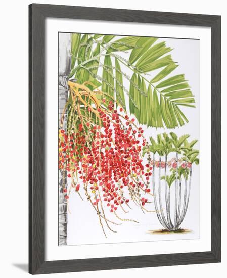 Mcarthur Palm-Marion Sheehan-Framed Collectable Print