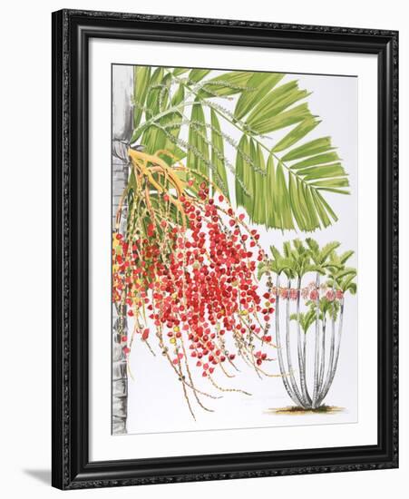 Mcarthur Palm-Marion Sheehan-Framed Collectable Print