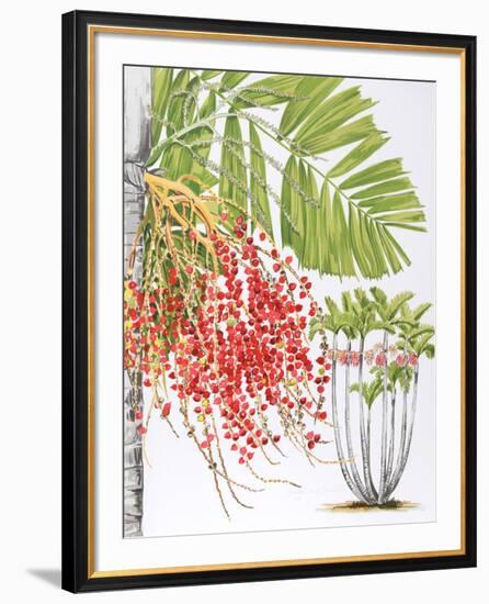 Mcarthur Palm-Marion Sheehan-Framed Collectable Print