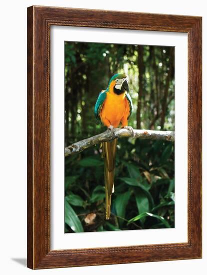 McCaw 2-Alan Hausenflock-Framed Photographic Print