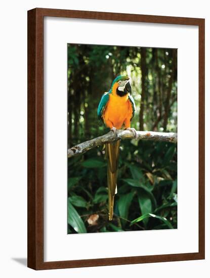 McCaw 2-Alan Hausenflock-Framed Photographic Print