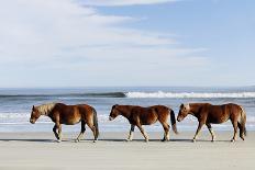 Three Wild Horses Walking along the Beach in Corolla, Nc.-McIninch-Photographic Print