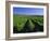 Mclaren Vale-Oliverhill Wines Vineyards, South Australia, Australia-Neale Clarke-Framed Photographic Print