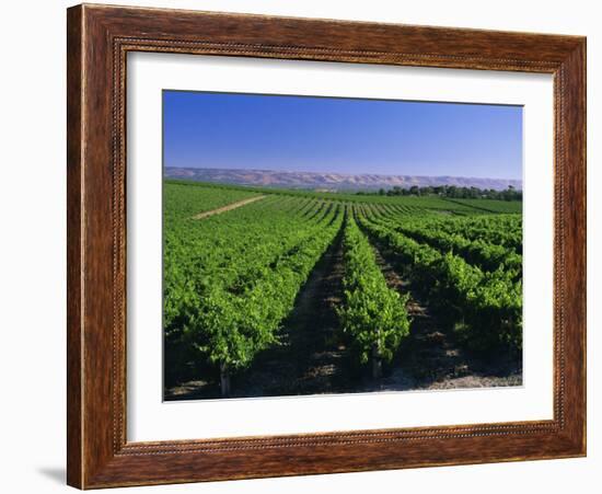 Mclaren Vale-Oliverhill Wines Vineyards, South Australia, Australia-Neale Clarke-Framed Photographic Print