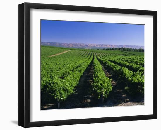 Mclaren Vale-Oliverhill Wines Vineyards, South Australia, Australia-Neale Clarke-Framed Photographic Print