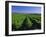 Mclaren Vale-Oliverhill Wines Vineyards, South Australia, Australia-Neale Clarke-Framed Photographic Print