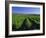 Mclaren Vale-Oliverhill Wines Vineyards, South Australia, Australia-Neale Clarke-Framed Photographic Print