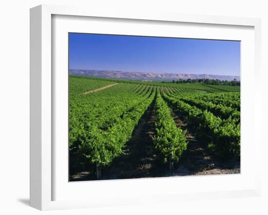 Mclaren Vale-Oliverhill Wines Vineyards, South Australia, Australia-Neale Clarke-Framed Photographic Print