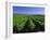 Mclaren Vale-Oliverhill Wines Vineyards, South Australia, Australia-Neale Clarke-Framed Photographic Print