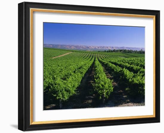 Mclaren Vale-Oliverhill Wines Vineyards, South Australia, Australia-Neale Clarke-Framed Photographic Print