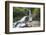 McLean Falls on the Tautuku River, Chaslands, near Papatowai, Catlins Conservation Area, Clutha dis-Ruth Tomlinson-Framed Photographic Print