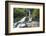 McLean Falls on the Tautuku River, Chaslands, near Papatowai, Catlins Conservation Area, Clutha dis-Ruth Tomlinson-Framed Photographic Print