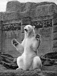Polar Bear on the Mappin Terrace at London Zoo, 1926-1927-McLeish-Giclee Print