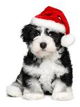 Cute Christmas Havanese Puppy Dog with a Santa Hat-mdorottya-Mounted Photographic Print