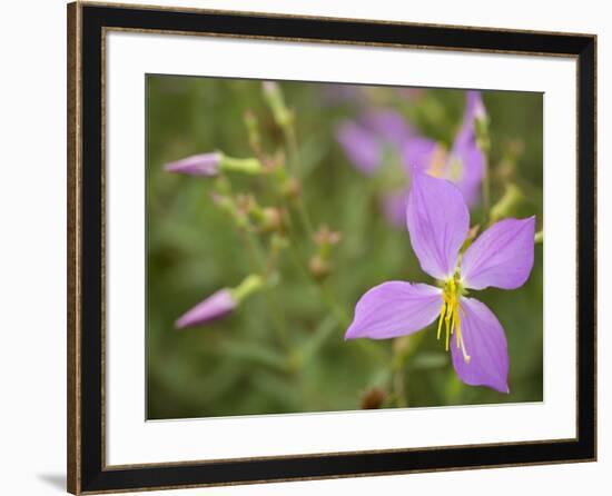 Meadow beauty, Rhexia Virginica, Half Moon Wildlife Management Area, Florida, USA-Maresa Pryor-Framed Photographic Print