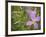 Meadow beauty, Rhexia Virginica, Half Moon Wildlife Management Area, Florida, USA-Maresa Pryor-Framed Photographic Print
