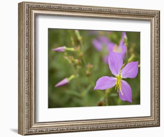 Meadow beauty, Rhexia Virginica, Half Moon Wildlife Management Area, Florida, USA-Maresa Pryor-Framed Photographic Print