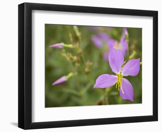 Meadow beauty, Rhexia Virginica, Half Moon Wildlife Management Area, Florida, USA-Maresa Pryor-Framed Photographic Print