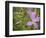 Meadow beauty, Rhexia Virginica, Half Moon Wildlife Management Area, Florida, USA-Maresa Pryor-Framed Photographic Print