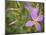 Meadow beauty, Rhexia Virginica, Half Moon Wildlife Management Area, Florida, USA-Maresa Pryor-Mounted Photographic Print