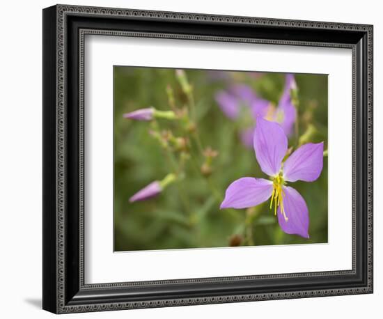 Meadow beauty, Rhexia Virginica, Half Moon Wildlife Management Area, Florida, USA-Maresa Pryor-Framed Photographic Print