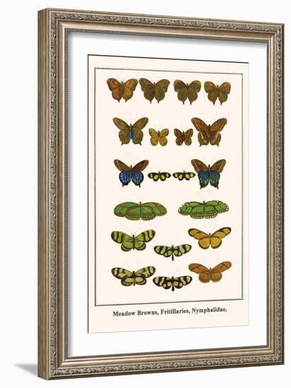 Meadow Browns, Fritillaries, Nymphalidae,-Albertus Seba-Framed Art Print