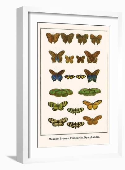 Meadow Browns, Fritillaries, Nymphalidae,-Albertus Seba-Framed Art Print