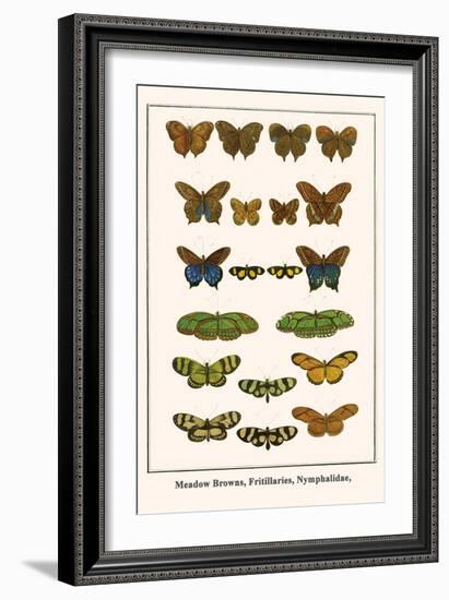 Meadow Browns, Fritillaries, Nymphalidae,-Albertus Seba-Framed Art Print
