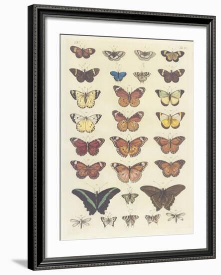 Meadow Butterflies-Maria Mendez-Framed Giclee Print